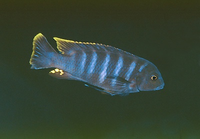 Maylandia sp. 'taiwan' Taiwanee Reef